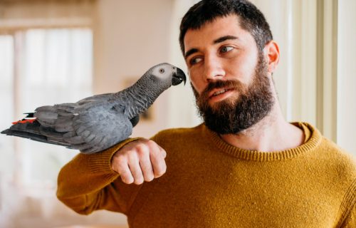 Držite pticu u kući? Dim cigarete i vejp mogu da naprave veći problem nego što mislite