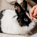 Zec kao kućni ljubimac? Ovih pet stvari treba da znate pre nego što donesete odluku