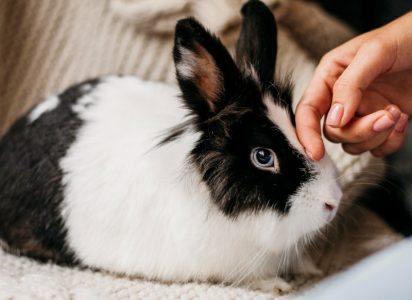 Zec kao kućni ljubimac? Ovih pet stvari treba da znate pre nego što donesete odluku