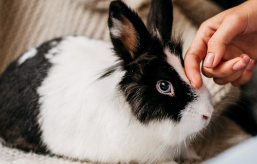 Zec kao kućni ljubimac? Ovih pet stvari treba da znate pre nego što donesete odluku