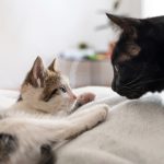 Udomili ste još jednu mačku? Ovih nekoliko koraka može da spreči rat za teritoriju