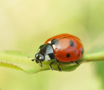 Odjednom imate desetine bubamara u stanu? Evo zašto se pojavljuju baš u jesen