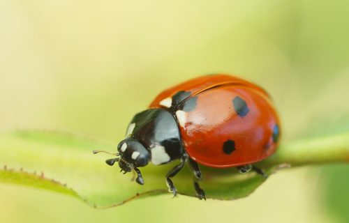 Odjednom imate desetine bubamara u stanu? Evo zašto se pojavljuju baš u jesen
