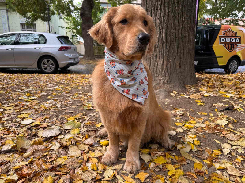 Noa, pas koji je u Beograd biznis klasom doleteo iz Amerike: Sa igračkom u zubima šarmirao stjuardese (FOTO)