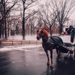 Njujork ukida vožnje kočijama kroz Central park: Poznatoj turističkoj atrakciji bliži se kraj