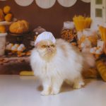 Da li mačke smeju da jedu hleb: Veterinar otkrio na šta vlasnici moraju da obrate pažnju