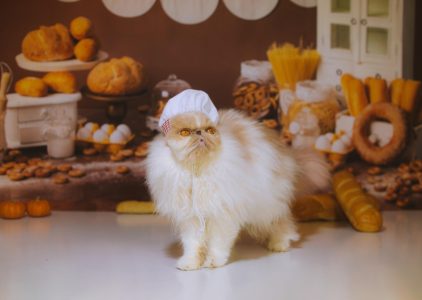 Da li mačke smeju da jedu hleb: Veterinar otkrio na šta vlasnici moraju da obrate pažnju