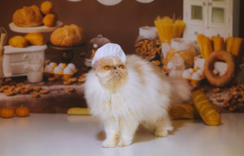 Da li mačke smeju da jedu hleb: Veterinar otkrio na šta vlasnici moraju da obrate pažnju