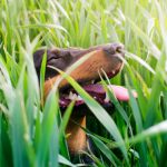 Zašto psi jedu travu: Veterinar upozorava na mogući nedostatak vitamina u ishrani