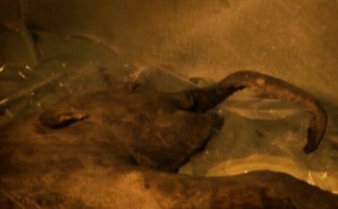 Jana iz ledene zemlje: Sibirska beba mamut starija od 130.000 godina, pronađena gotovo netaknuta