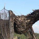 Kako je od drveta uništenog u oluji nastao najveći drveni zmaj na svetu (VIDEO)