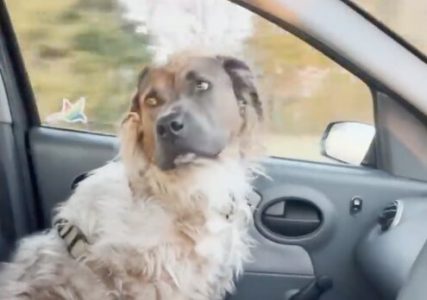 Pit bul kao lav: Retka genetska varijanta dala psu dugu, svilenkastu dlaku (VIDEO)