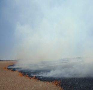Šest osoba zatečeno u paljenju strnjike, slede prijave i pasivni status gazdinstava