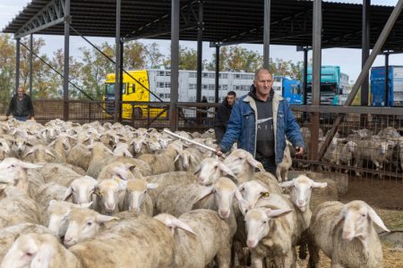 Iz Srbije krenulo 5.000 jagnjadi za Izrael: Poznato koliko će trajati transport