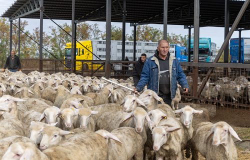 Iz Srbije krenulo 5.000 jagnjadi za Izrael: Poznato koliko će trajati transport
