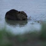 Dabrovi i njihove brane spasavaju zapad Amerike od klimatskih promena