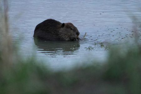 Dabrovi i njihove brane spasavaju zapad Amerike od klimatskih promena