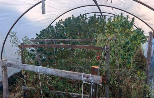 Velika zaplena droge u Kraljevu: Policija pronašla 40 kilograma kanabisa, jedan muškarac uhapšen