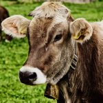 Najgora epidemija virusa plavog jezika pogađa britanske farmere