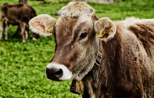 Najgora epidemija virusa plavog jezika pogađa britanske farmere