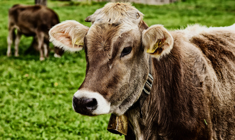 Najgora epidemija virusa plavog jezika pogađa britanske farmere