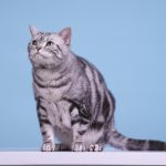 Mačka trese repom dok miruje? Ovi pokreti otkrivaju mnogo o njenom raspoloženju