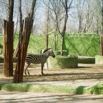 Zebra ili magarac: Zoo-vrt, u centru globalne bure, zbog “obojenih“ životinja (VIDEO)