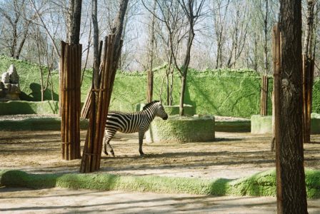 Zebra ili magarac: Zoo-vrt, u centru globalne bure, zbog “obojenih“ životinja (VIDEO)