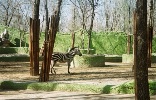 Zebra ili magarac: Zoo-vrt, u centru globalne bure, zbog “obojenih“ životinja (VIDEO)