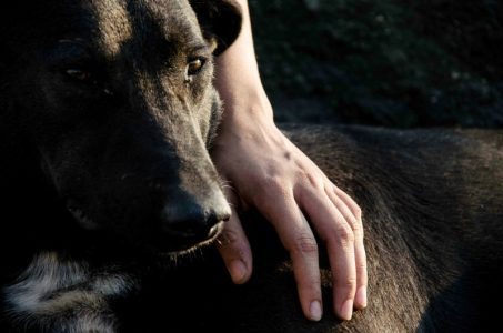 Psi pamte ko ih je prevario: Četvoronožni ljubimci ne zaboravljaju slagane naredbe