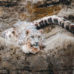 Tragedija u holandskom safari parku: Leopard napao radnicu koja je tamo provela skoro 40 godina, preminula od povreda