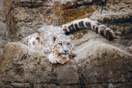 Najčistija mačka planine? Snežni leopard u dubokom snegu podiže rep da ga ne bi vukao po zemlji