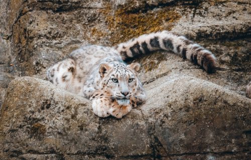 Najčistija mačka planine? Snežni leopard u dubokom snegu podiže rep da ga ne bi vukao po zemlji