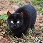 Mačka zakopava hranu koju nije pojela? Ovo ponašanje ima zanimljivo objašnjenje
