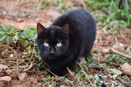 Mačka zakopava hranu koju nije pojela? Ovo ponašanje ima zanimljivo objašnjenje