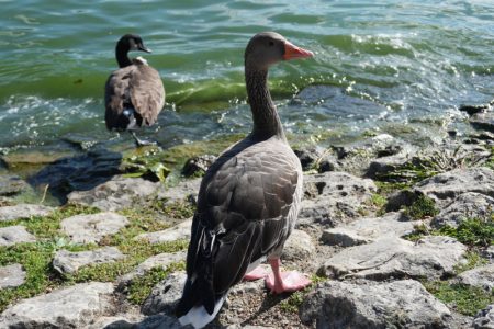 Guske osujetile AI? Planovi za ogromni data centar ugroženi iz bizarnog razloga