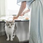 Mačja groznica: Svaka petnaesta mačka nosi parazita zvanog “dabrova groznica”