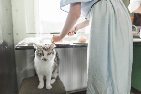 Mačja groznica: Svaka petnaesta mačka nosi parazita zvanog “dabrova groznica”