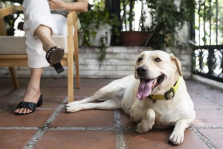 Pas kojem je dozvoljen boravak u školi: Labrador Spaj, štiti devojčicu od glutena